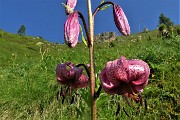 22 Giglio martagone (Lilium martagon)